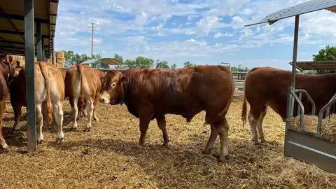 Las explotaciones ganaderas de Extremadura ya pueden pedir las ayudas de hasta 30.000 euros para mejorar la bioseguridad Las explotaciones ganaderas de Extremadura ya pueden pedir las ayudas de hasta 30.000 euros para mejorar la bioseguridad