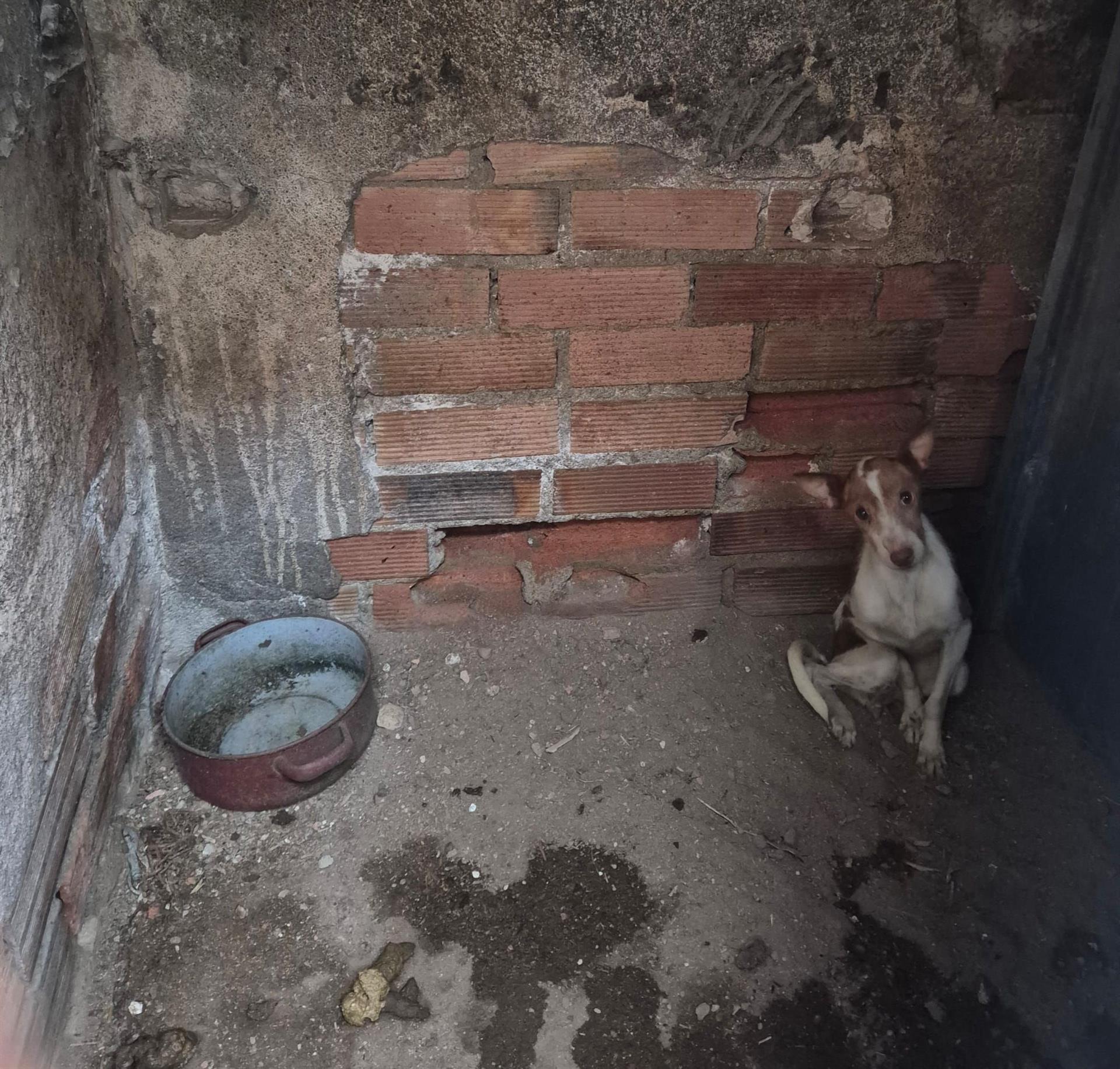 Rescatan 110 perros con señales de abandono en una finca de Puertollano desde 2024 Rescatan 110 perros con señales de abandono en una finca de Puertollano desde 2024