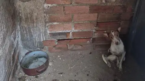 Uno de los perros rescatados. Uno de los perros rescatados.