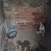 Uno de los perros rescatados. Uno de los perros rescatados.