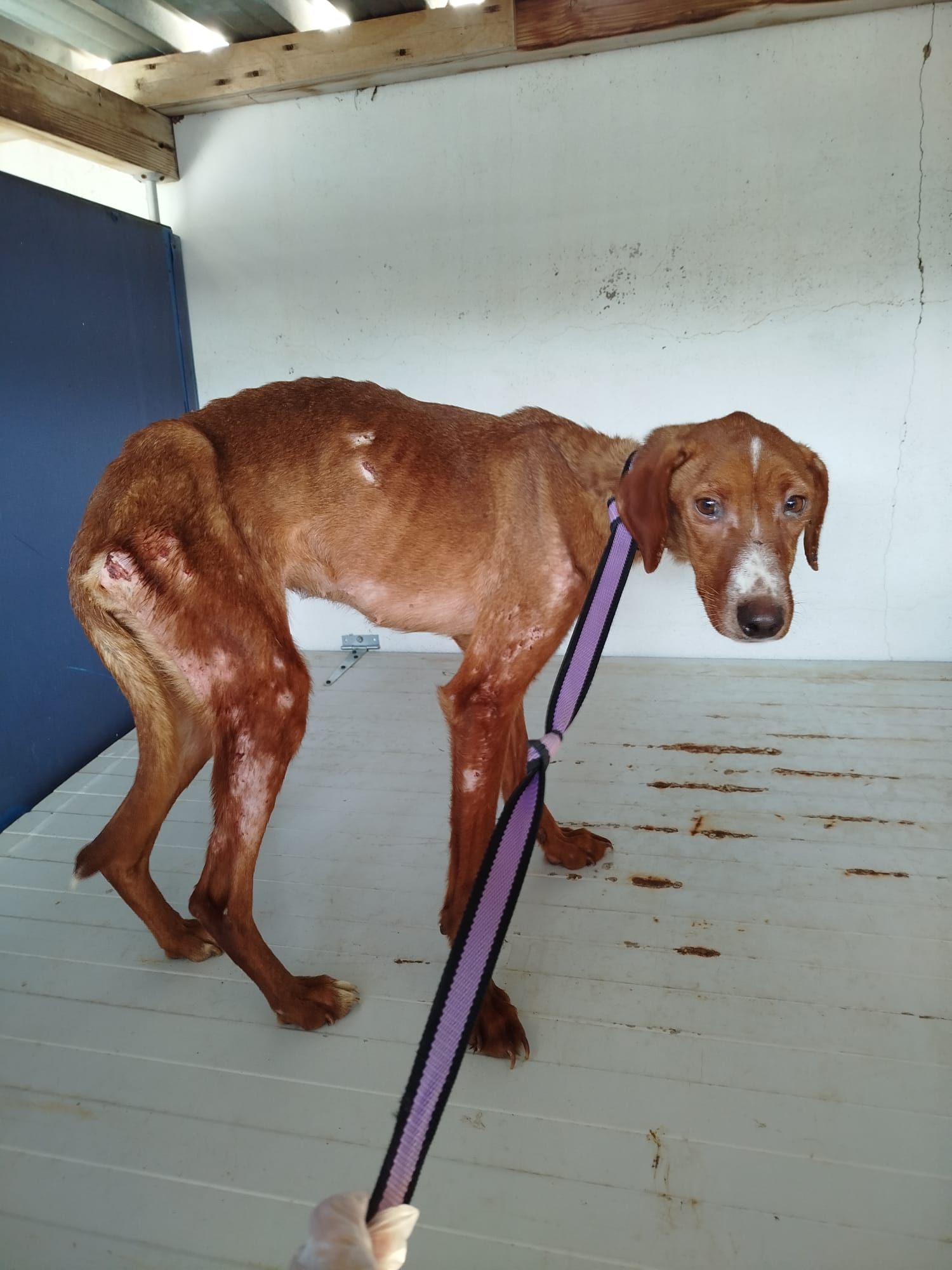 Rescatan 11 perros maltratados y abandonados por la misma persona investigada desde 2024 Rescatan 11 perros maltratados y abandonados por la misma persona investigada desde 2024