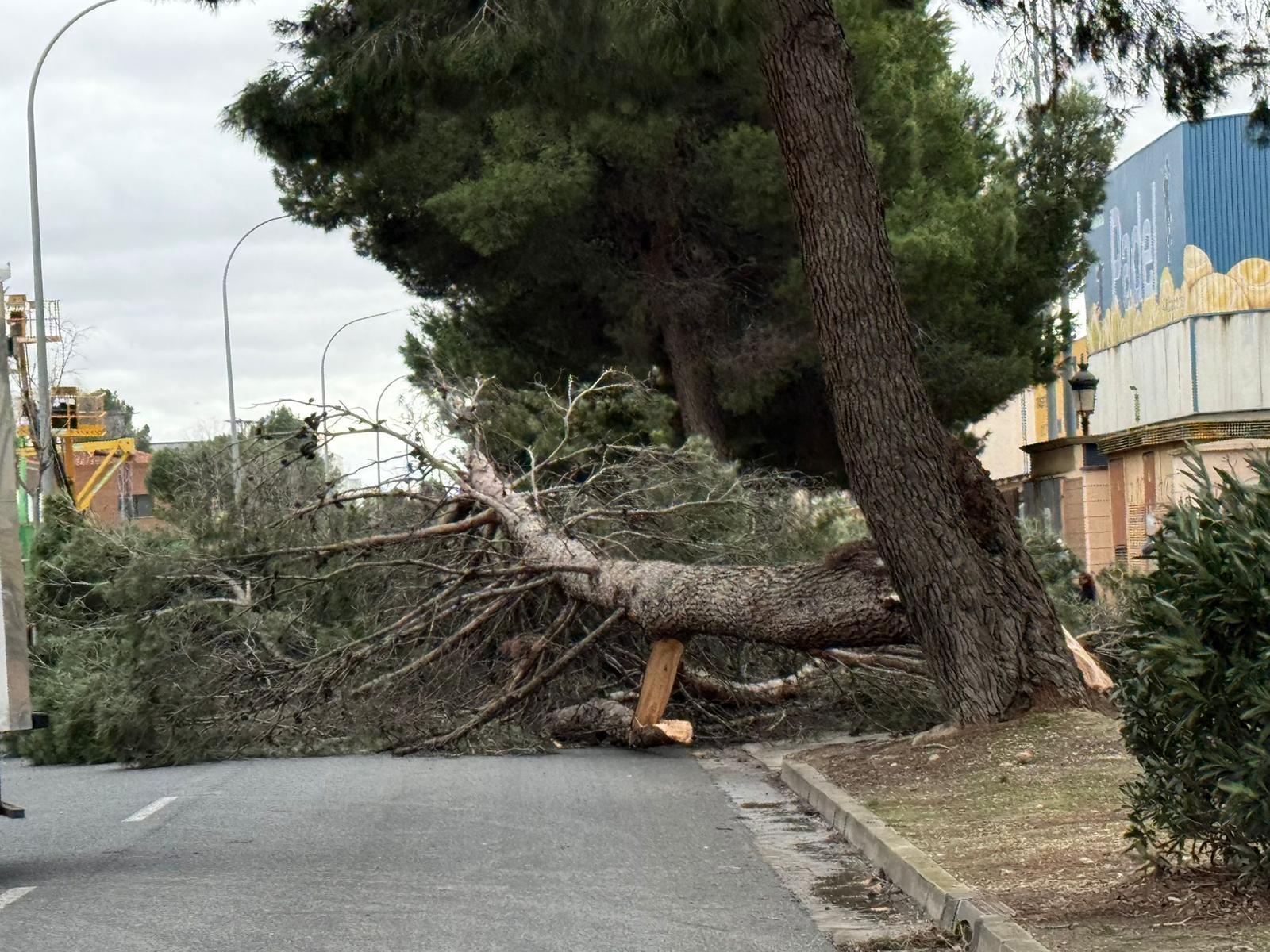 Constituido el Cecopal en Albacete con más de 120 incidencias, afectado el suministro eléctrico en Argamasón y una carretera cortada en El Bonillo Constituido el Cecopal en Albacete con más de 120 incidencias, afectado el suministro eléctrico en Argamasón y una carretera cortada en El Bonillo