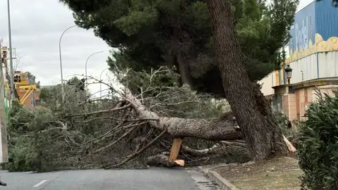 Declarado el Cecopal en Albacete mientras la provincia sigue en aviso naranja por los fuertes vientos Declarado el Cecopal en Albacete mientras la provincia sigue en aviso naranja por los fuertes vientos