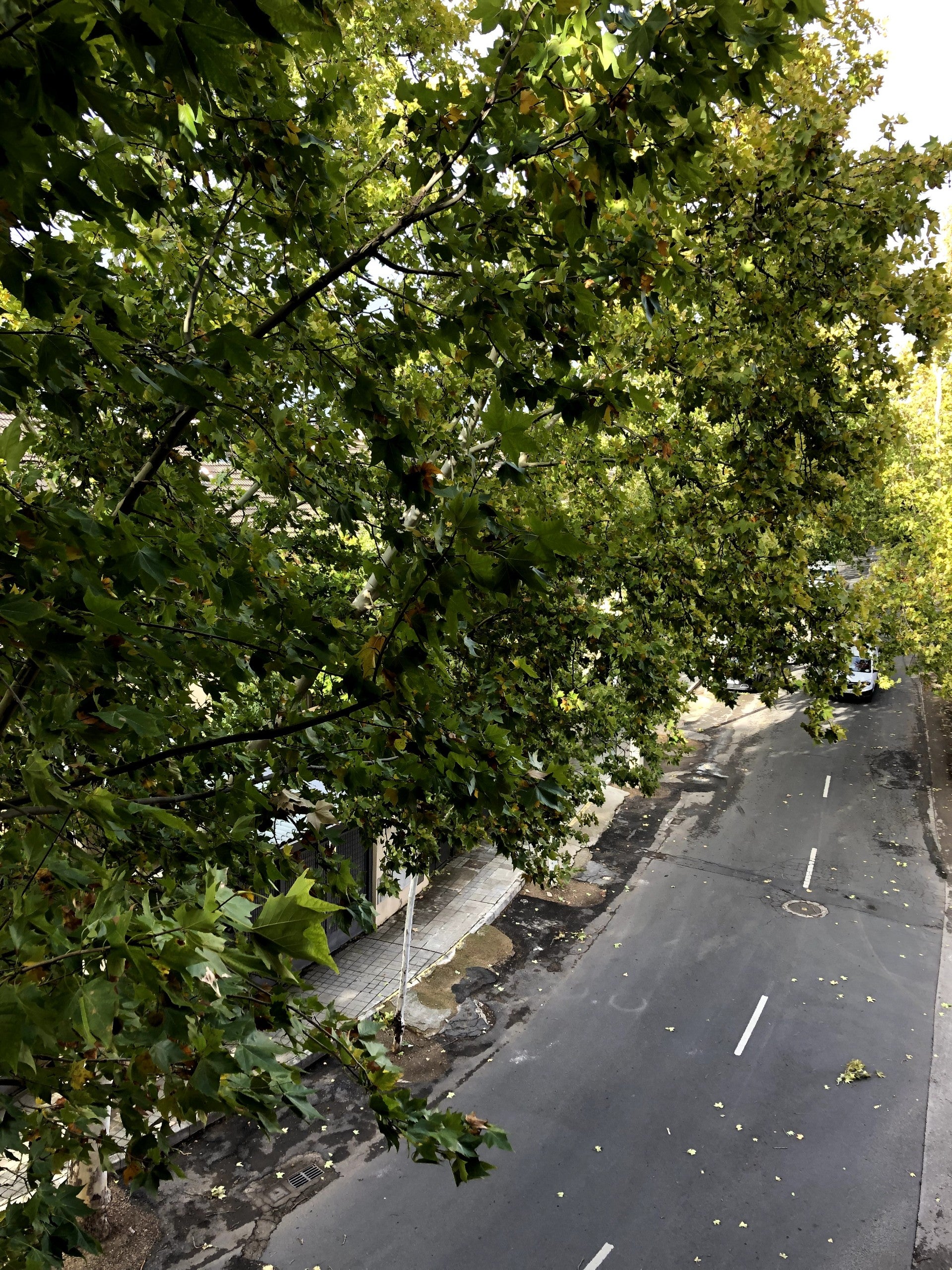 Ciudad Real precinta los accesos a parques y zonas verdes Ciudad Real precinta los accesos a parques y zonas verdes