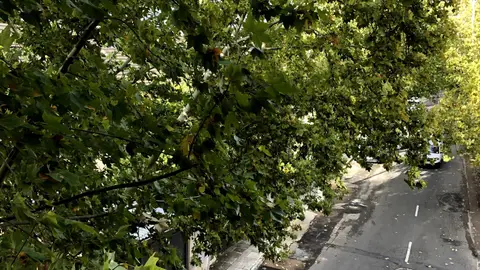 Cierre de parques y zonas verdes en Ciudad Real Cierre de parques y zonas verdes en Ciudad Real