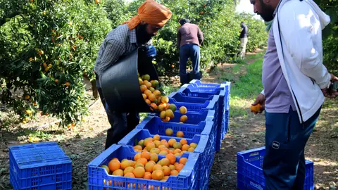 La pagesia reclama celeritat en la regularització de 500.000 persones migrants acordada per PSOE i Podemos La pagesia reclama celeritat en la regularització de 500.000 persones migrants acordada per PSOE i Podemos