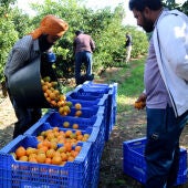 La pagesia reclama celeritat en la regularització de 500.000 persones migrants acordada per PSOE i Podemos