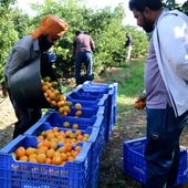 La pagesia reclama celeritat en la regularització de 500.000 persones migrants acordada per PSOE i Podemos La pagesia reclama celeritat en la regularització de 500.000 persones migrants acordada per PSOE i Podemos