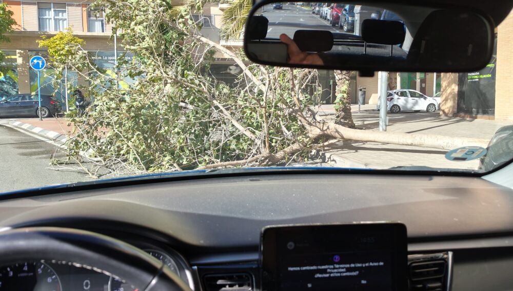 Otro árbol caído en Benalúa