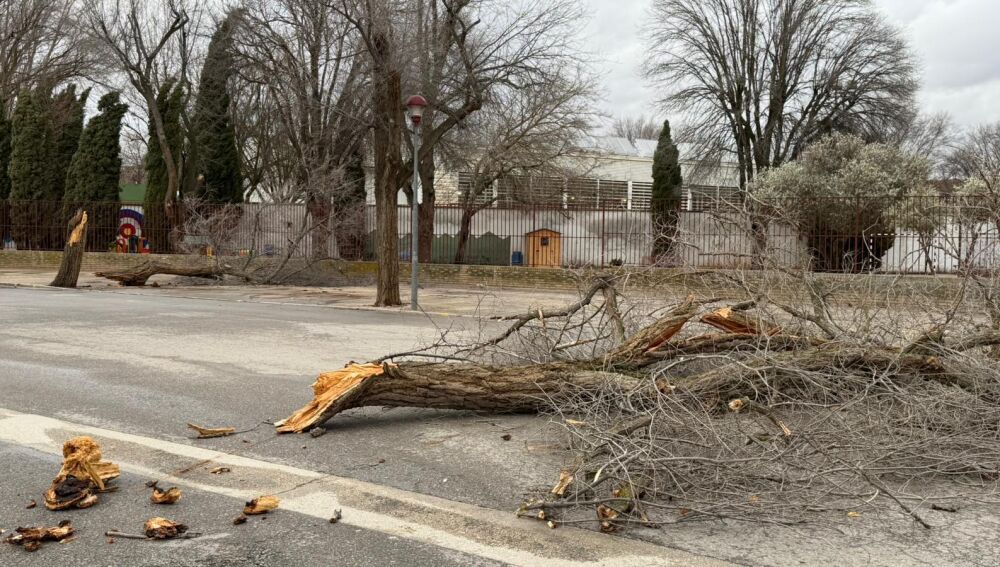 Caída de un árbol en Alcázar de San Juan