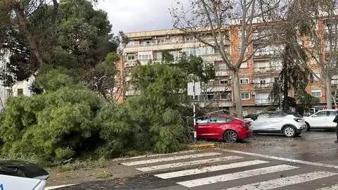 Un árbol caído en la Plaza de San Francisco Un árbol caído en la Plaza de San Francisco