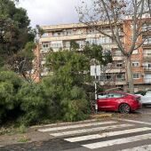 Un árbol caído en la Plaza de San Francisco