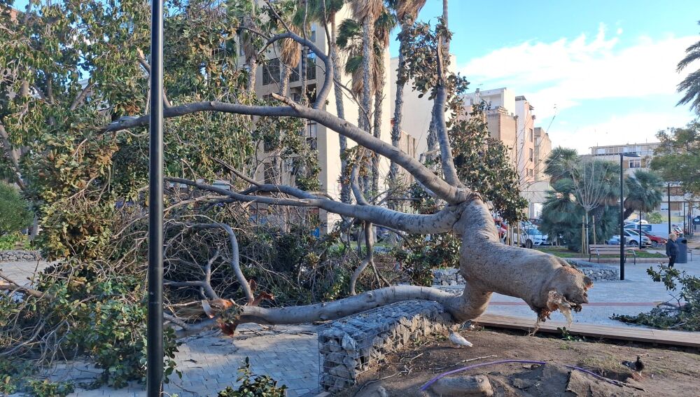 árbol arrancado en el parque de San Blas