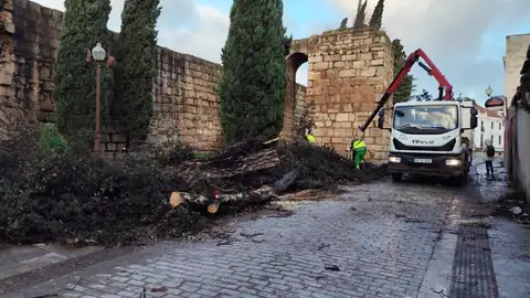 Más de 130 efectivos trabajan en Mérida para paliar los efectos de 'Kristin' Más de 130 efectivos trabajan en Mérida para paliar los efectos de 'Kristin'