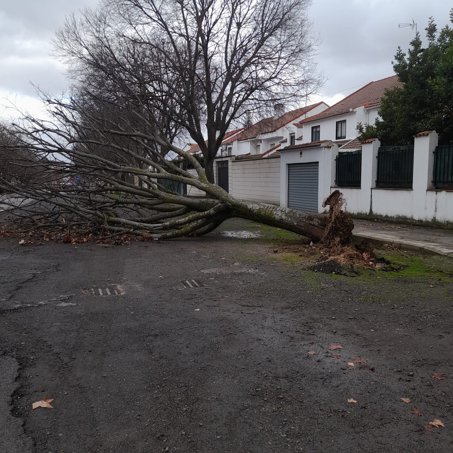La provincia de Ciudad Real registra 158 incidencias por la borrasca "Kristin" La provincia de Ciudad Real registra 158 incidencias por la borrasca "Kristin"