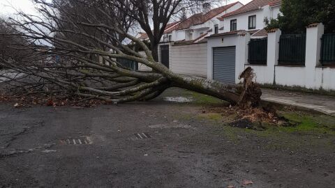 Un &aacute;rbol derribado por el viento en Ciudad Real