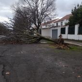 Un árbol derribado por el viento en Ciudad Real