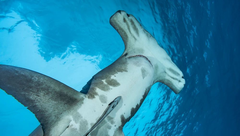 Tiburón Martillo Gigante, en la lista roja de peligro de extinción desde 2004. Tiburón Martillo Gigante, en la lista roja de peligro de extinción desde 2004.