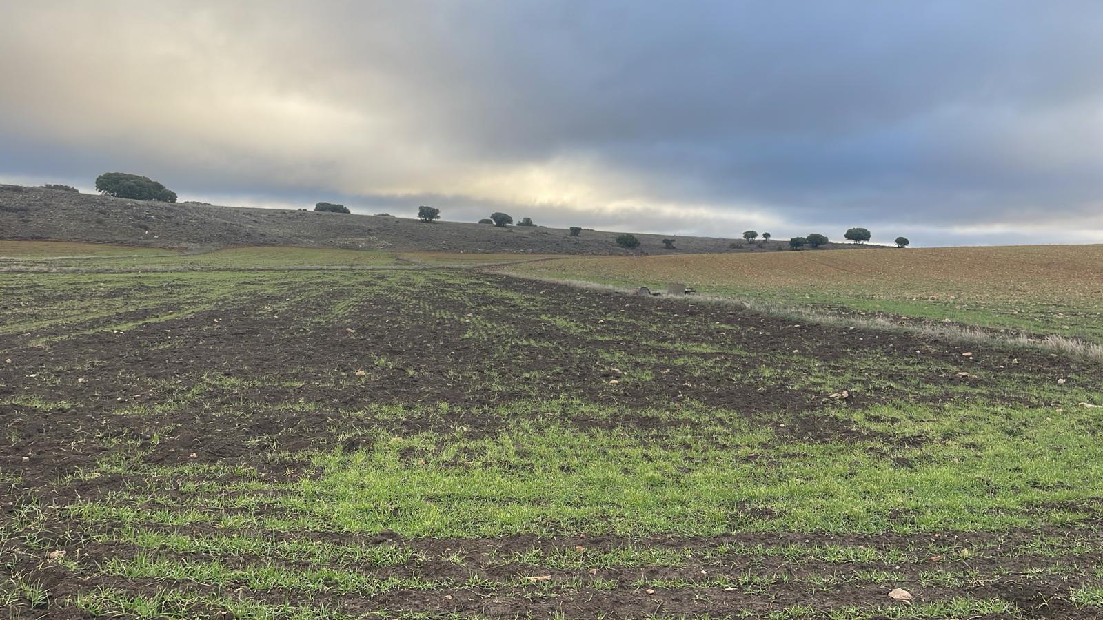 Los jabalíes causan importantes daños a las siembras de cereal en Campo de Montiel Los jabalíes causan importantes daños a las siembras de cereal en Campo de Montiel