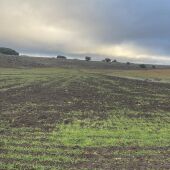 Daños jabalíes siembras cereal Campo de Montiel