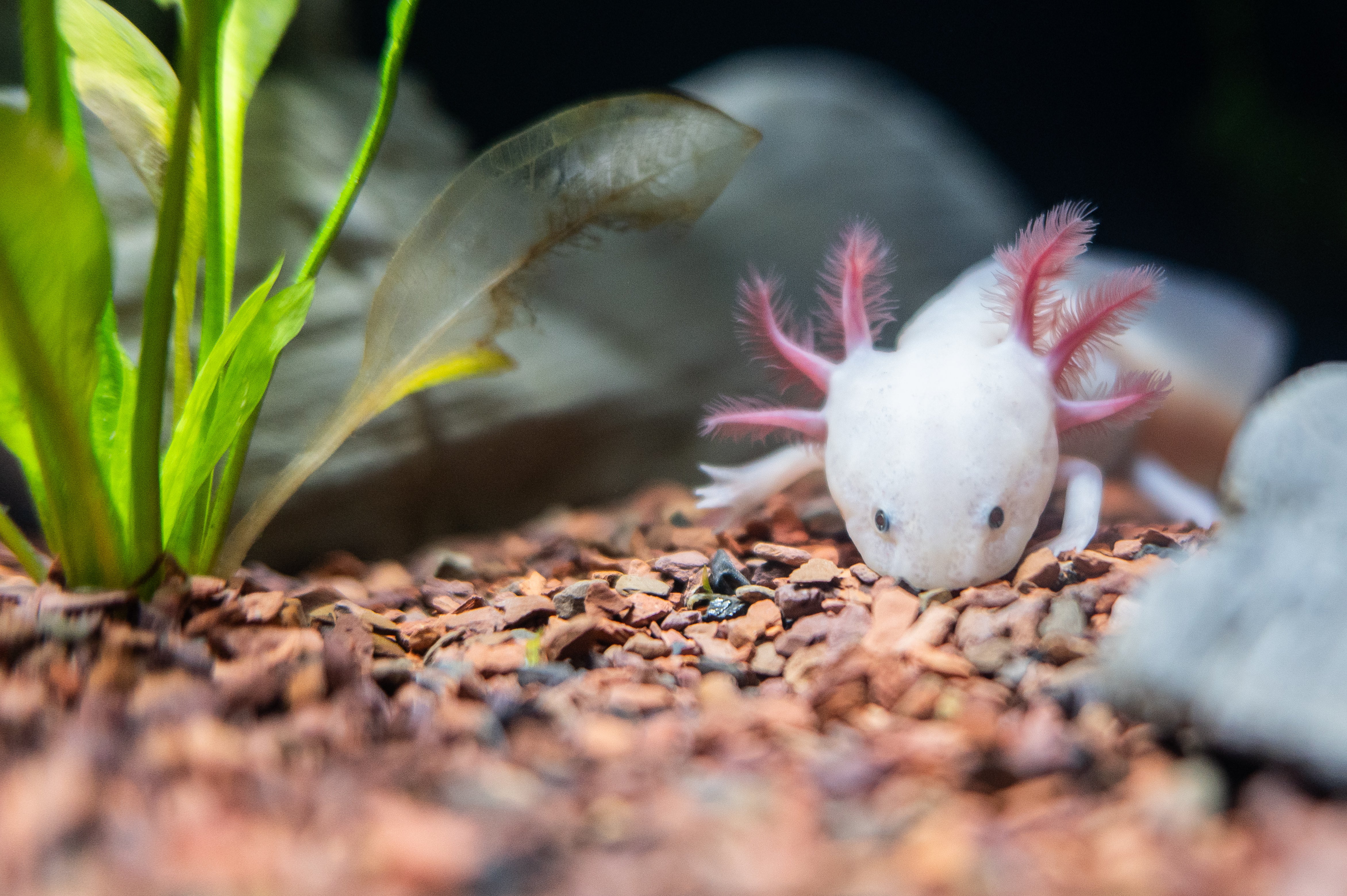 Estos son los animales que podrían extinguirse este 2026 Estos son los animales que podrían extinguirse este 2026