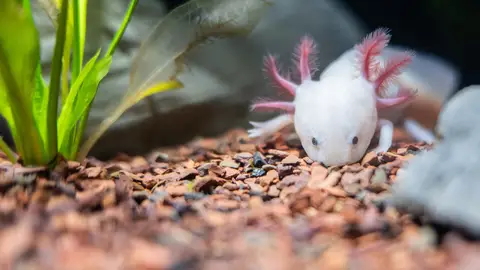 Estos son los animales en peligro de extinción este 2026 Estos son los animales en peligro de extinción este 2026