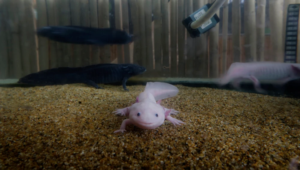 Ajolote, un curioso anfibio que sólo puedes encontrar en estado salvaje en México. Ajolote, un curioso anfibio que sólo puedes encontrar en estado salvaje en México.