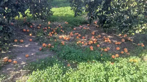 Un campo de naranjas afectado por las fuertes rachas de viento Un campo de naranjas afectado por las fuertes rachas de viento