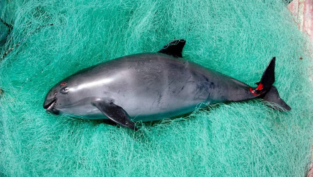 Vaquita Marina, de la cual quedan alrededor de diez ejemplares en todo el mundo. Vaquita Marina, de la cual quedan alrededor de diez ejemplares en todo el mundo.