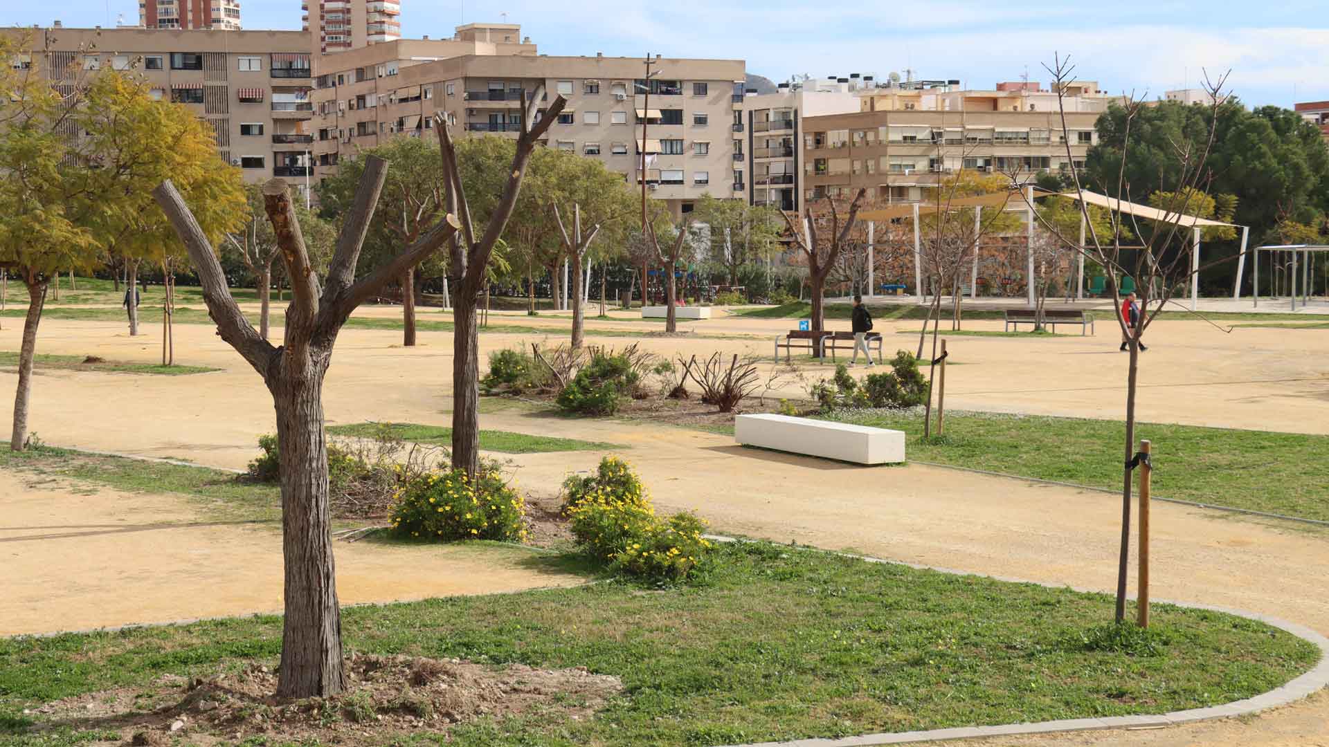 Los árboles trasplantados de Jaime I ya están en su nueva ubicación en El Moralet y el Parque de Foietes Los árboles trasplantados de Jaime I ya están en su nueva ubicación en El Moralet y el Parque de Foietes