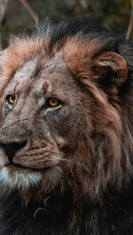 León en Kenia León en Kenia