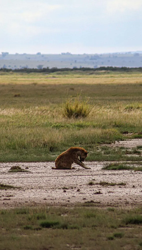 Serengueti Serengueti