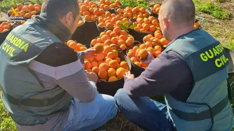 Imagen de archivo de una operación de la Guardia Civil contra el robo de naranjas. Imagen de archivo de una operación de la Guardia Civil contra el robo de naranjas.