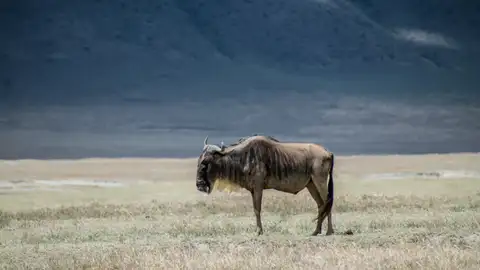 La Gran Migración La Gran Migración
