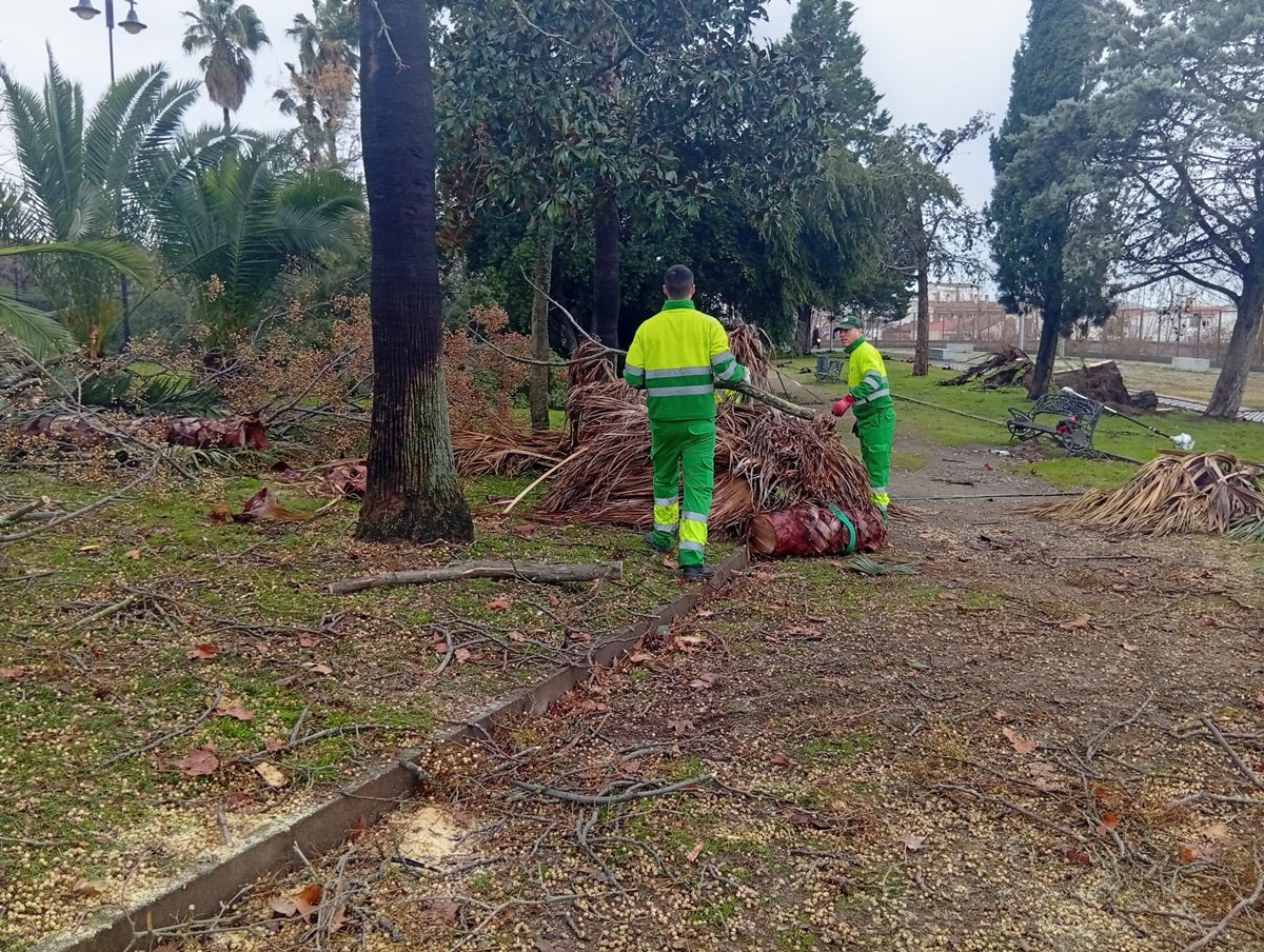 El Ayuntamiento cifra en 286 los árboles afectados en la ciudad por la borrasca Kristin El Ayuntamiento cifra en 286 los árboles afectados en la ciudad por la borrasca Kristin