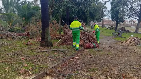 Los trabajadores municipales retiran los arboles tras la borrasca Los trabajadores municipales retiran los arboles tras la borrasca
