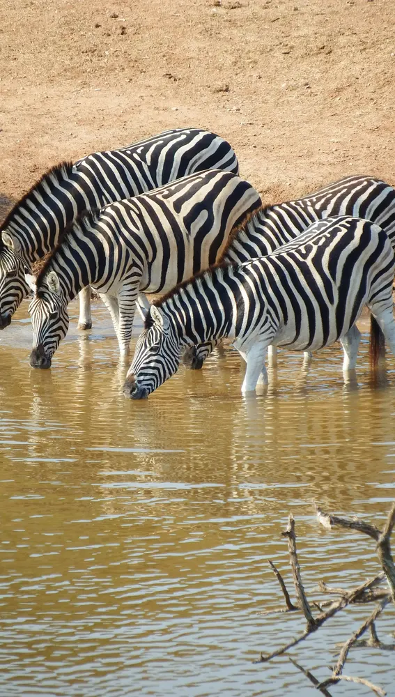 Cebras en África Cebras en África