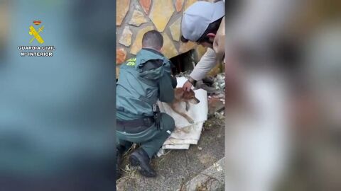 El rescate de dos perros atrapados por el agua en Granada