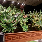 Los Rayanos Los Rayanos