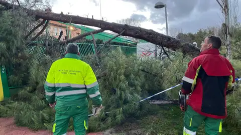 Caída de árbol en Ciudad Real Caída de árbol en Ciudad Real