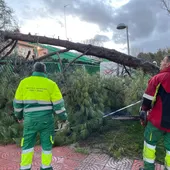 Caída de árbol en Ciudad Real Caída de árbol en Ciudad Real