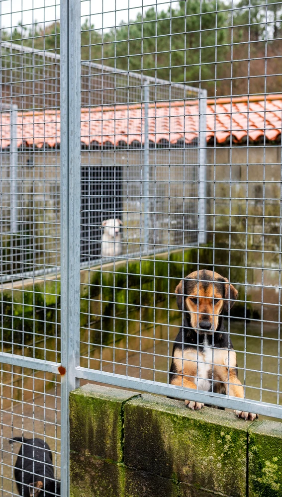 A Rede provincial de canceiras recolleu 632 animais abandonados A Rede provincial de canceiras recolleu 632 animais abandonados