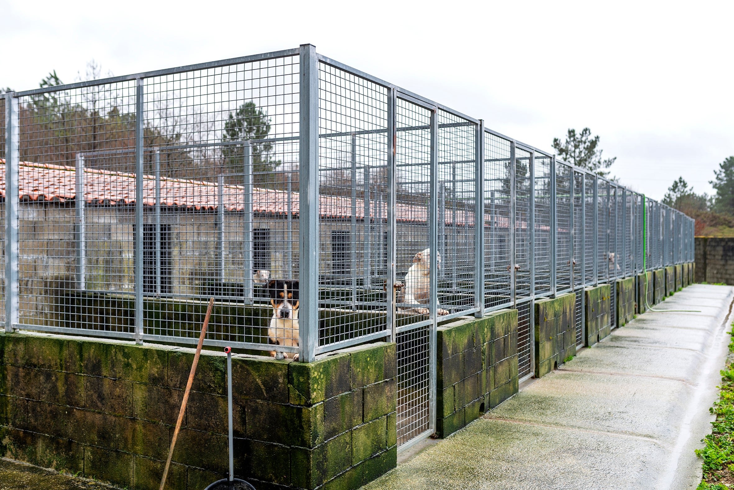 A Rede provincial de canceiras recolleu 632 animais abandonados A Rede provincial de canceiras recolleu 632 animais abandonados