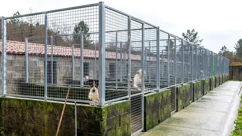 A Rede provincial de canceiras recolleu 632 animais abandonados A Rede provincial de canceiras recolleu 632 animais abandonados