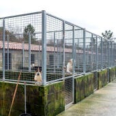 A Rede provincial de canceiras recolleu 632 animais abandonados