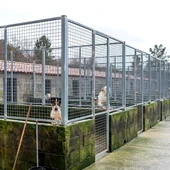 A Rede provincial de canceiras recolleu 632 animais abandonados A Rede provincial de canceiras recolleu 632 animais abandonados