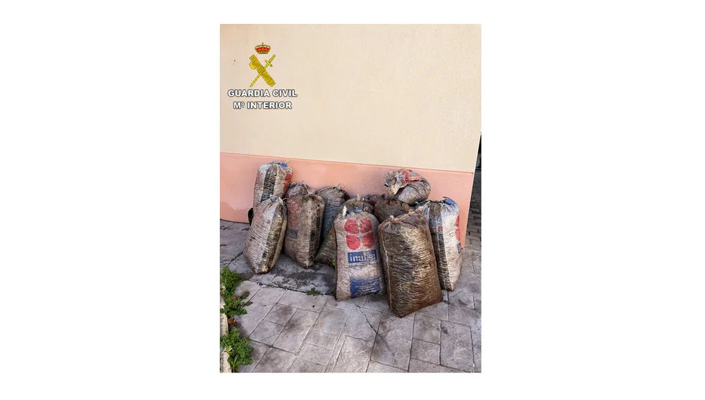 Aceituna robada Aceituna robada