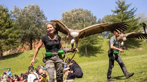 Espectáculo de cetrería en Cabárceno Espectáculo de cetrería en Cabárceno