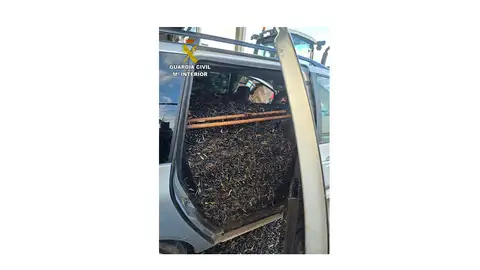 Aceituna robada Aceituna robada