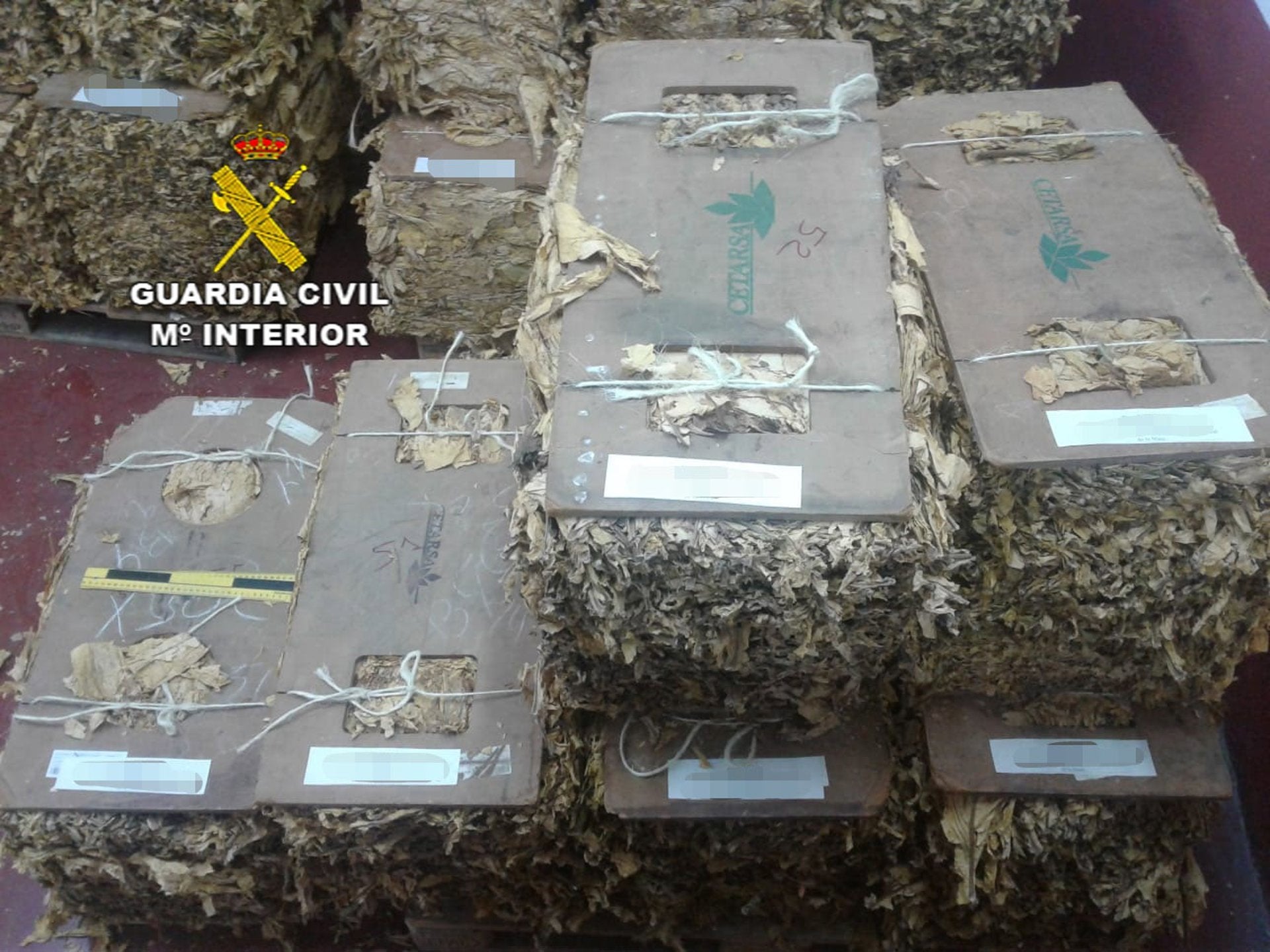 Tres detenidos y cinco investigados por el robo de más de 7.600 kilos de hoja de tabaco en Campo Arañuelo Tres detenidos y cinco investigados por el robo de más de 7.600 kilos de hoja de tabaco en Campo Arañuelo